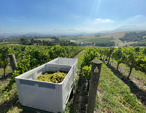 Vintage 2024 Wrap-Up | A Year of Yarra Valley Extraordinary