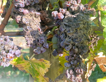 Botrytis cinerea, the 'Noble Rot'