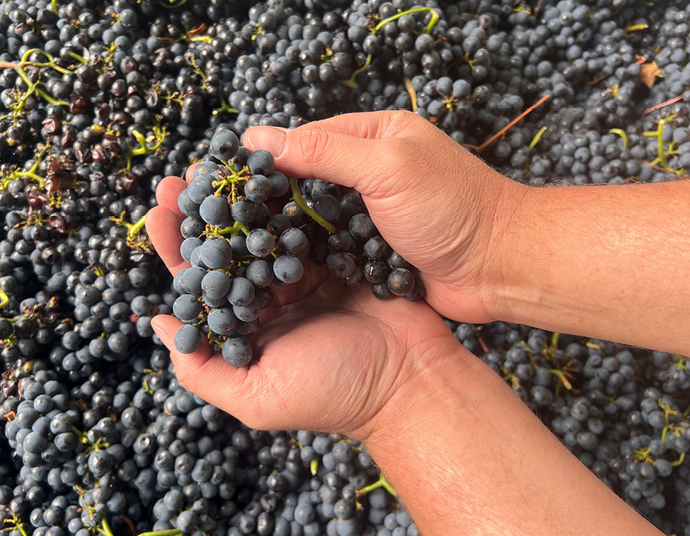 A History-Making Vintage: Behind the 2025 Harvest Season