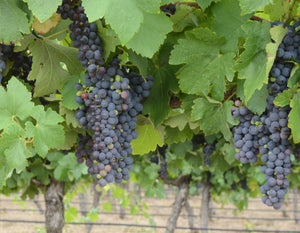 What is the difference between Shiraz and Syrah?