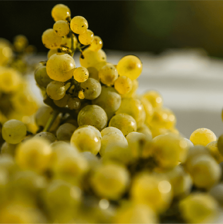 2021 Katherine's Paddock Chardonnay - Levantine Hill