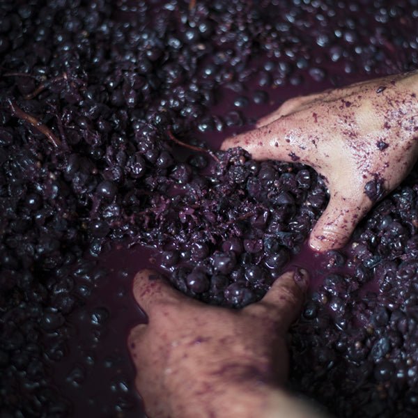 Behind the Scenes Winemaking Experience - Levantine Hill