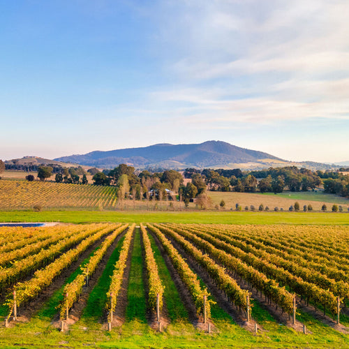 Behind the Scenes Winemaking Experience